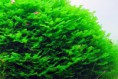 /album/photo-gallery-products/monosolenium-tenerum-jpg/